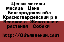 Щенки-метисы 1.5 месяца › Цена ­ 3 500 - Белгородская обл., Красногвардейский р-н, Веселое с. Животные и растения » Собаки   